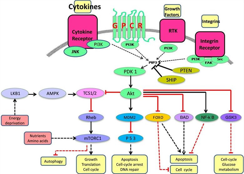 Schematic representation of the PI3K signaling pathway.